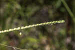 Florida paspalum